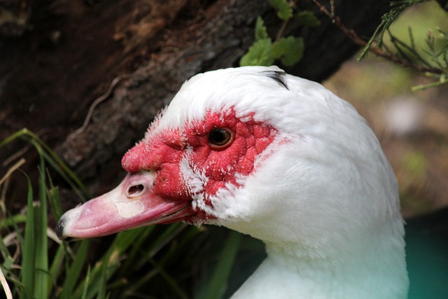 年轻球员如 年轻球员如