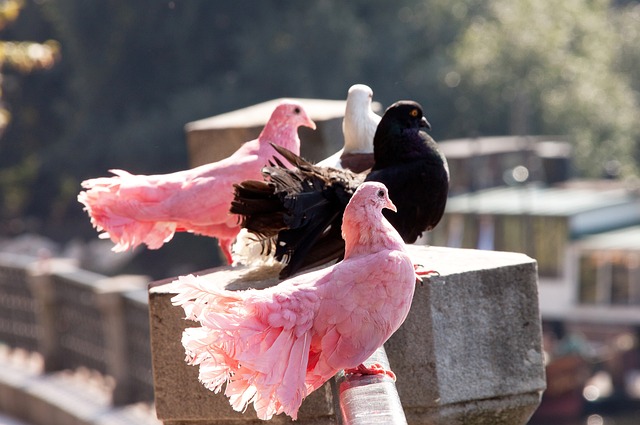 仅意味着他 仅意味着他